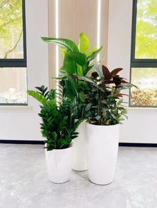 找前湾花木租摆好去处？这份推荐请收好