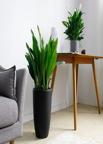 寻找优质植物租赁？前湾这里有答案