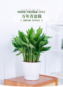 前湾绿植租赁怎么选？揭秘好口碑商家的秘诀