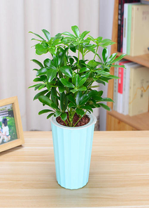 寻宁波鄞州盆景租赁，优质服务，焕新空间之美！