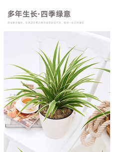 奉化花木租赁方案