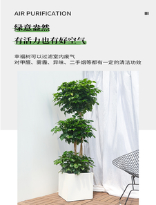 惊！江北花木租摆价格竟藏着这些秘密！