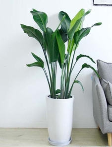 前湾花卉租摆价格