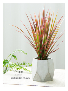 揭秘宁波绿化养护秘籍，让城市绿得更持久！