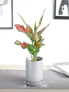 宁波奉化植物出租，开启绿色租赁新体验