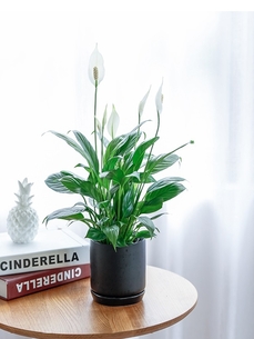 揭秘宁波奉化绿植租摆哪家好，答案竟藏在这儿！