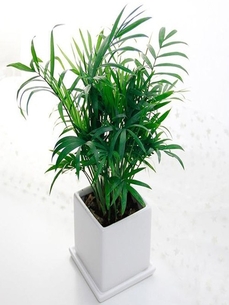 宁波植物出租，价格实惠，为你营造绿色小世界！