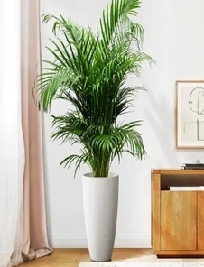 速看！宁波江北植物出租价格全解析