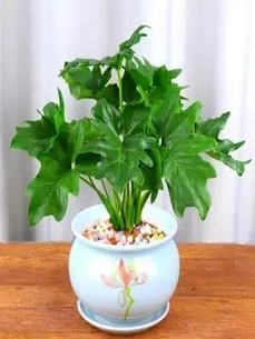 “宁波鄞州盆景租赁方案验