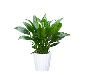 余姚绿化养护服务好