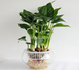 宁波前湾绿化修剪价格