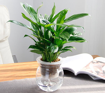 宁波杭州湾绿植租赁公司，打造独特的绿色办公空间