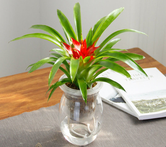 选宁波杭州湾植物出租，哪家能给你优质体验？