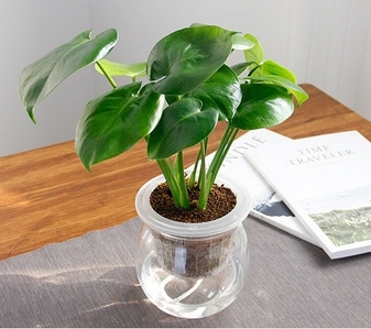 江北盆景租摆：为空间增添一抹独特的自然绿意