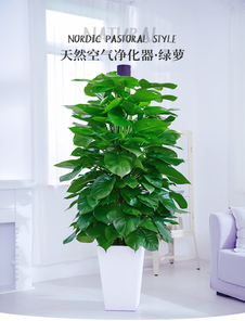 想给宁波杭州湾添绿？这里植物租摆价格超亲民！