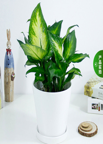 惊了！余姚花卉租摆价格竟藏着这些秘密！