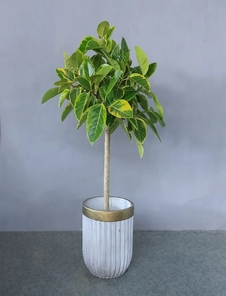 宁波江北绿化养护，服务超棒，你知道有多好吗？