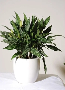 宁波镇海绿化养护公司，为您的绿植精心呵护！